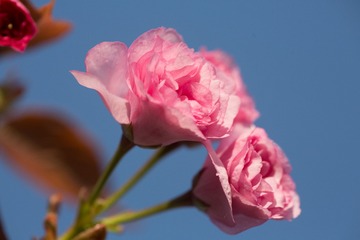 春花20190316_137