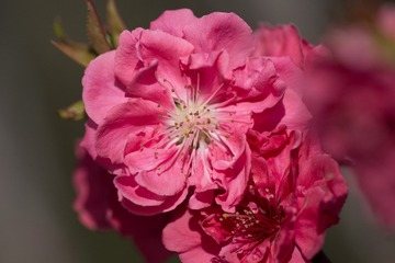 春花20190316_82