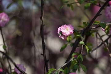 春花20190316_44