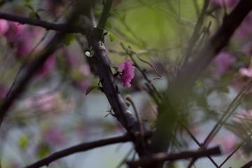 春花20190316_46