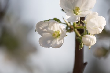 春花20190316_147