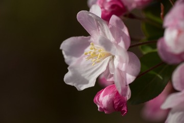 春花20190316_97