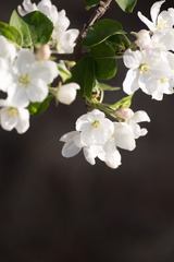 春花20190316_151
