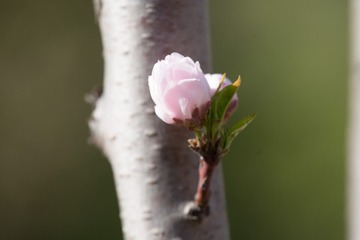 春花20190316_64