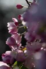 春花20190316_129