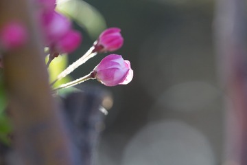 春花20190316_133