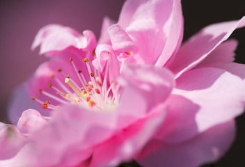 春花20190316_70-2
