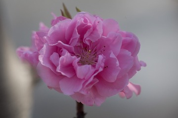 春花20190316_72