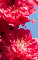 春花20190316_121