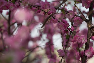 春花20190316_34