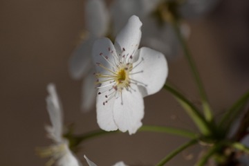 春花20190316_96