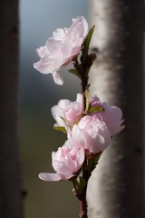 春花20190316_63