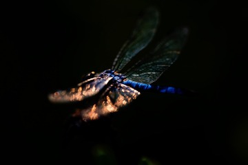 1186166