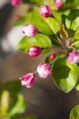 春花20190316_108