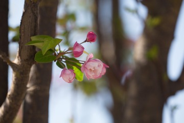 春花20190316_5