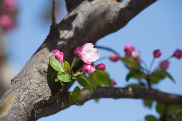 春花20190316_10