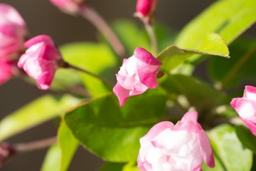 春花20190316_101