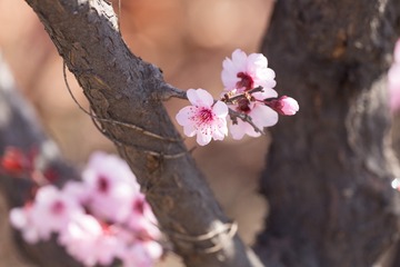 春花20190316_13