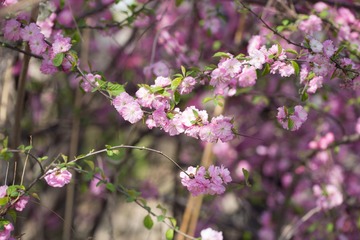 春花20190316_37
