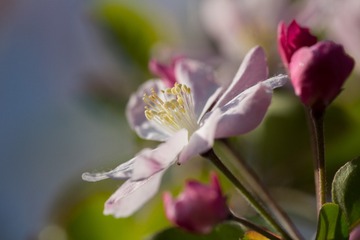 春花20190316_141