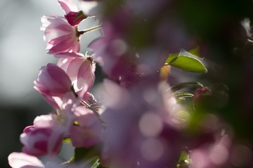 春花20190316_130