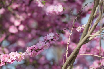 春花20190316_40