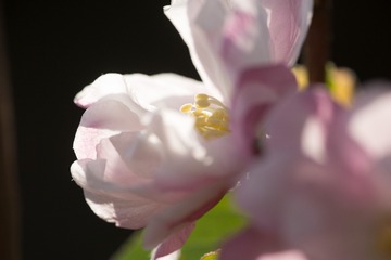 春花20190316_138