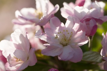 春花20190316_145