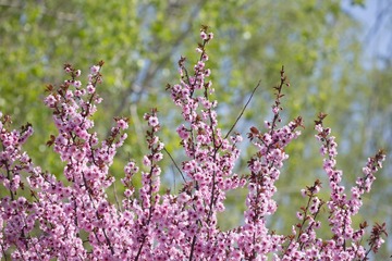 春花20190316_11