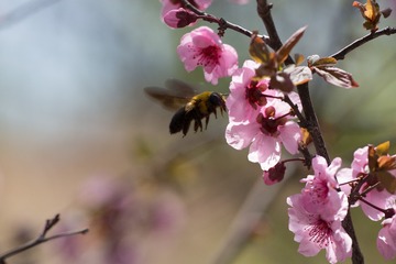 春花20190316_26