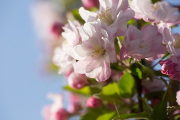 春花20190316_146