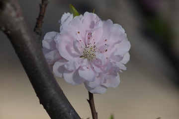 春花20190316_66