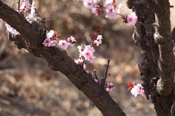 春花20190316_19