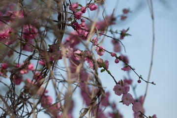 春花20190316_30