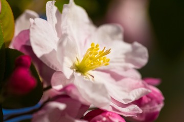 春花20190316_112