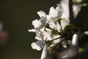 春花20190316_154