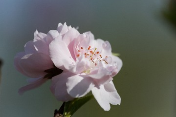 春花20190316_67