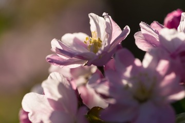 春花20190316_143