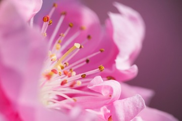 春花20190316_70