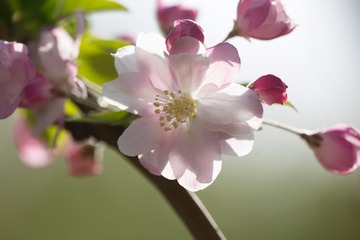 春花20190316_118