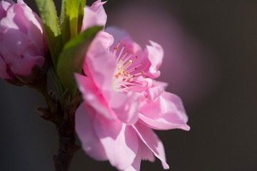 春花20190316_70