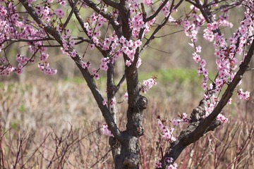 春花20190316_12