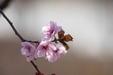 春花20190316_15