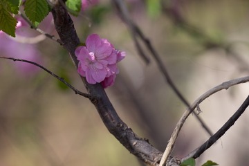 春花20190316_42