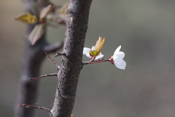 春花20190316_53