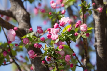 春花20190316_7