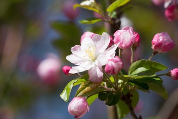 春花20190316_21