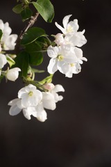 春花20190316_152