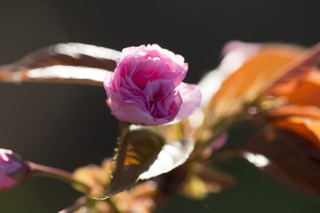 春花20190316_134