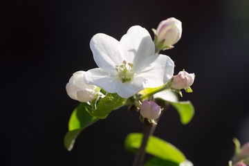 春花20190316_155